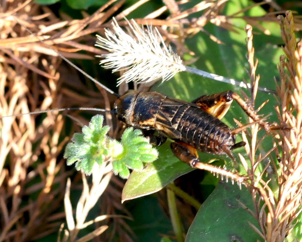 Field Cricket Gryllus assimilis Jimmy Smith Flickr