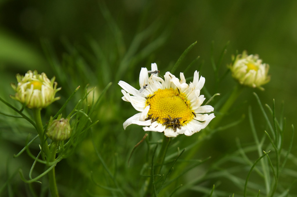 Mayweed 26 Also called stinking chamomile, dog fennel, hor… Flickr