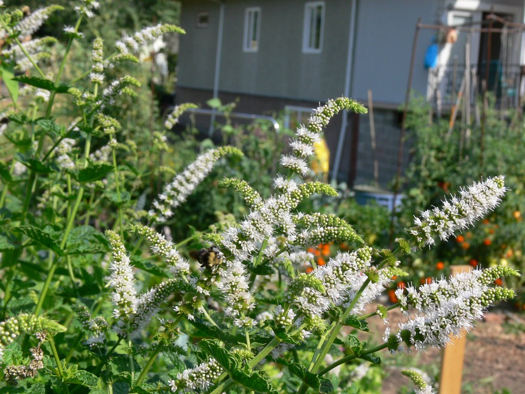 P1320529.JPG Mint blossoms, Community Garden 1st and Victo… Hella