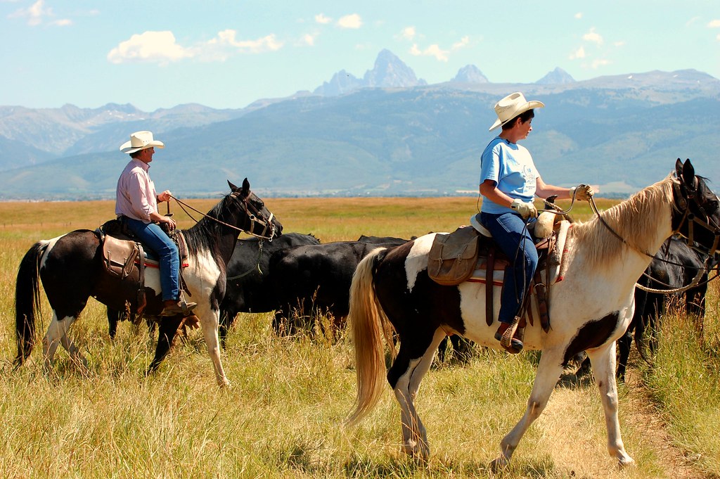 Kent and Pauline Bagley drive cattle Idaho Farm Bureau Flickr