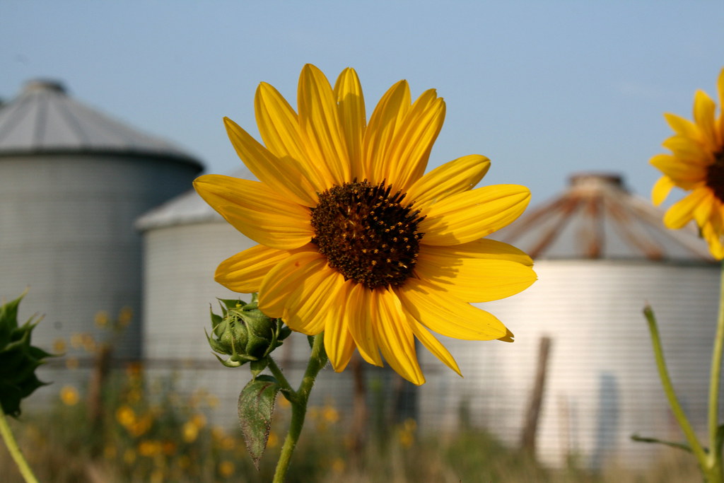 Kansas Farmstead Wild Sunflower This is one of my favorite… Flickr