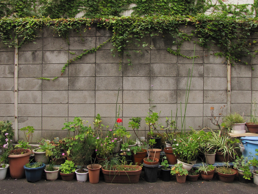 the Tokyo Potted Gardens 362 (the Tokyo Plant Pots 東京植木鉢) … Flickr