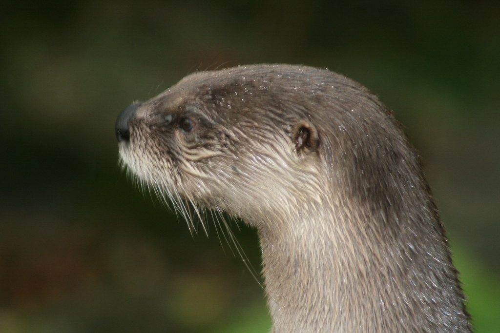 otter otter at oban sea life center highland malt Flickr