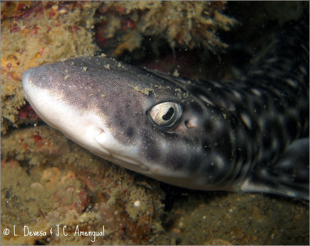 Marbled Bamboo Cat Shark LolosTravels Flickr