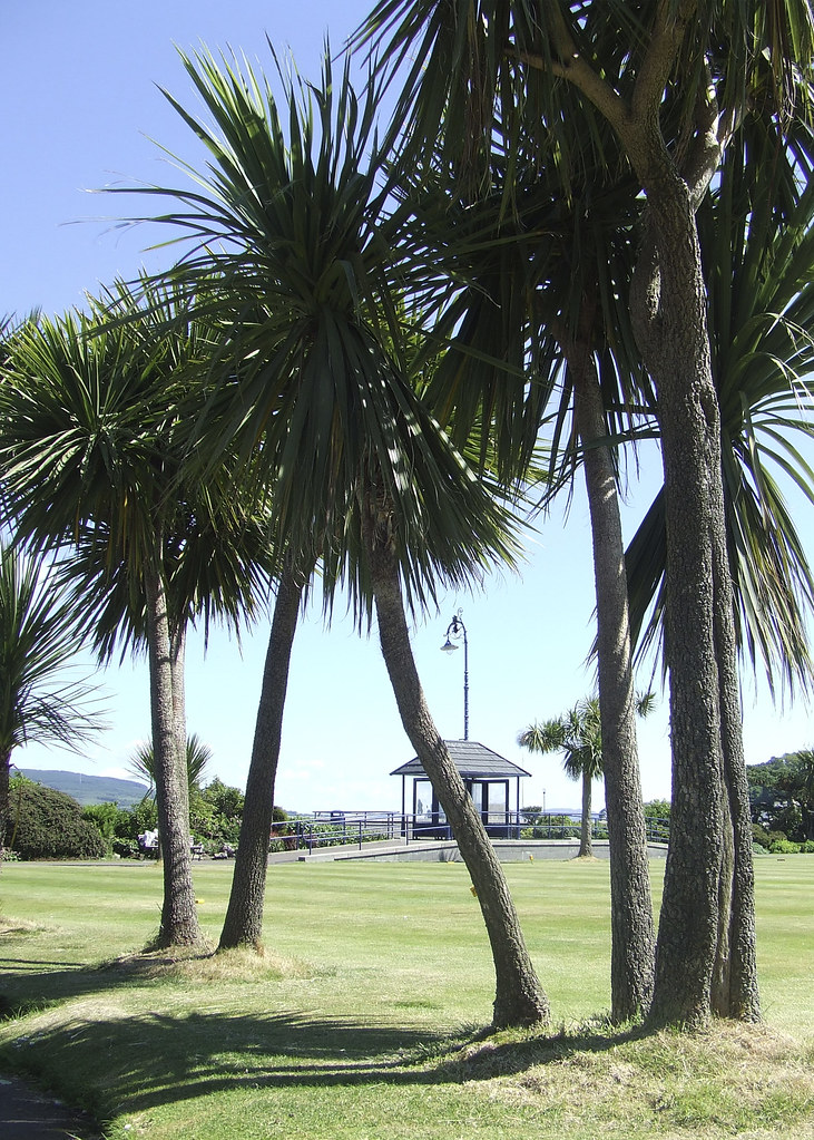 Rothesay Palm Trees Thanks to the Gulf Stream Bute has a r… Flickr