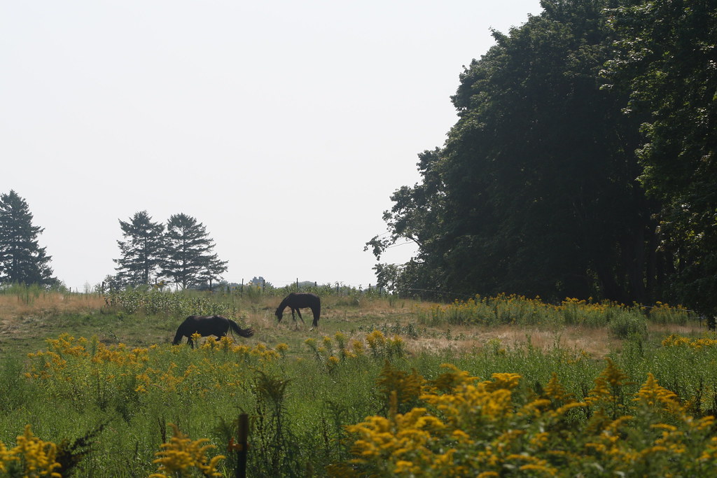 08 15_5691 Riverhurst Horse Farm adjacent to Parson's Beac… Flickr