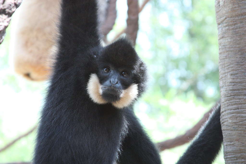 IMG_1788 Niabi Zoo, Coal Valley, Illinois He was so cute I… Flickr
