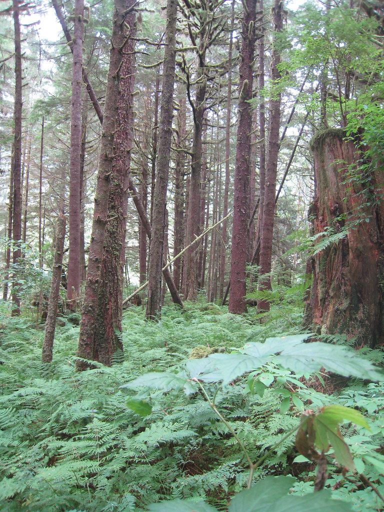 Vancouver Island Bear watching on Vancouver Island (note a… Flickr