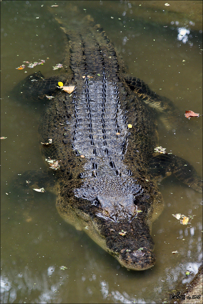 Estuarine Crocodile (Crocodylus porosus) Buaya Tembaga