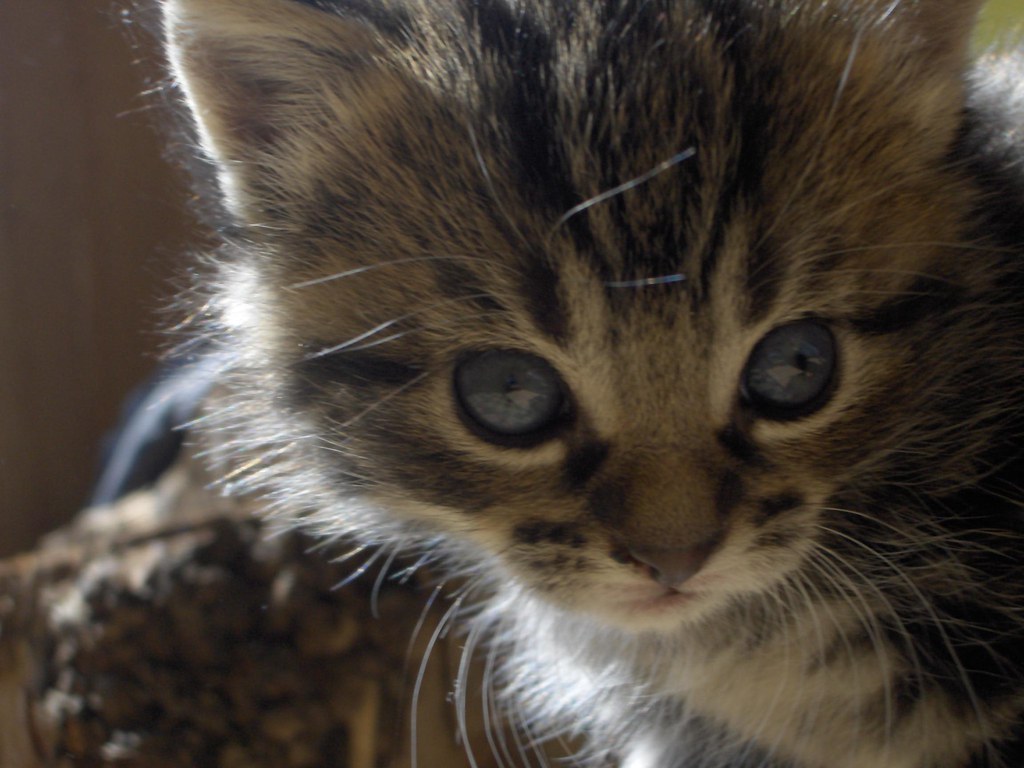 Cross eyed kitten Ewan Bellamy Flickr