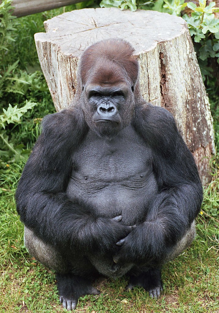 Jersey Zoo Gorilla / Western Lowland Gorilla Eating At Jersey Zoo Stock