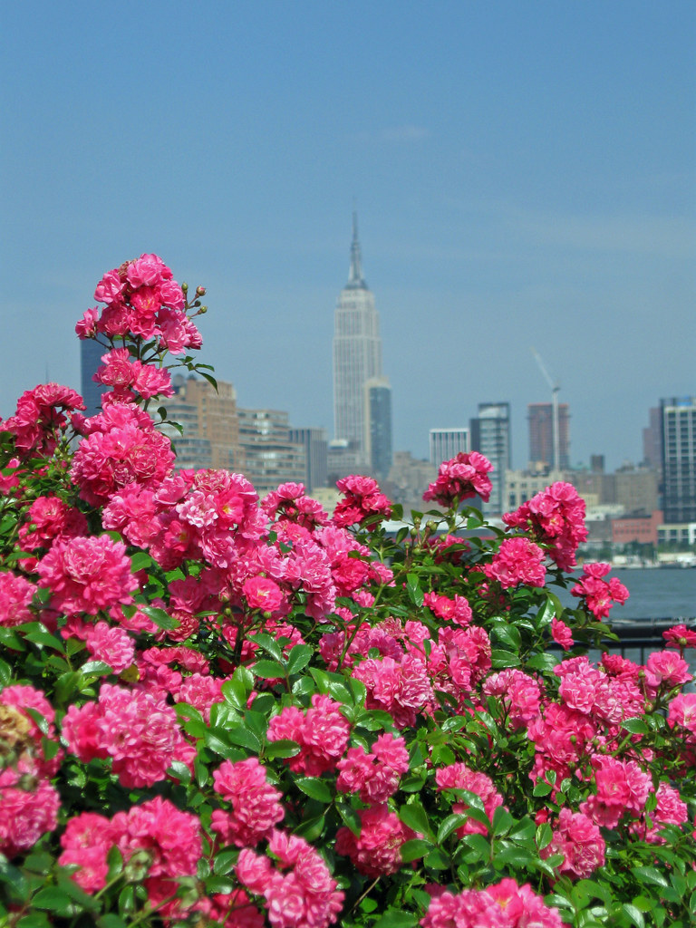 Flowers & Skyline From 14th Street Pier, Hoboken, NJ Tom Link Flickr