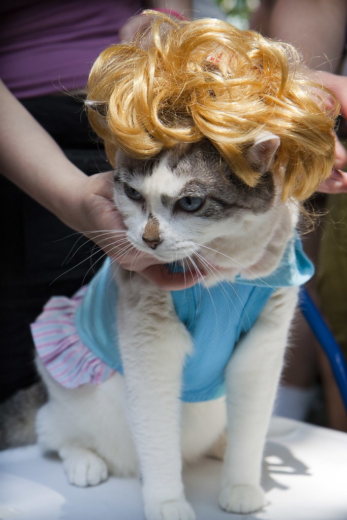 drag cat A cat in drag at the Gay Pride Parade in NYC. Steve Hardy