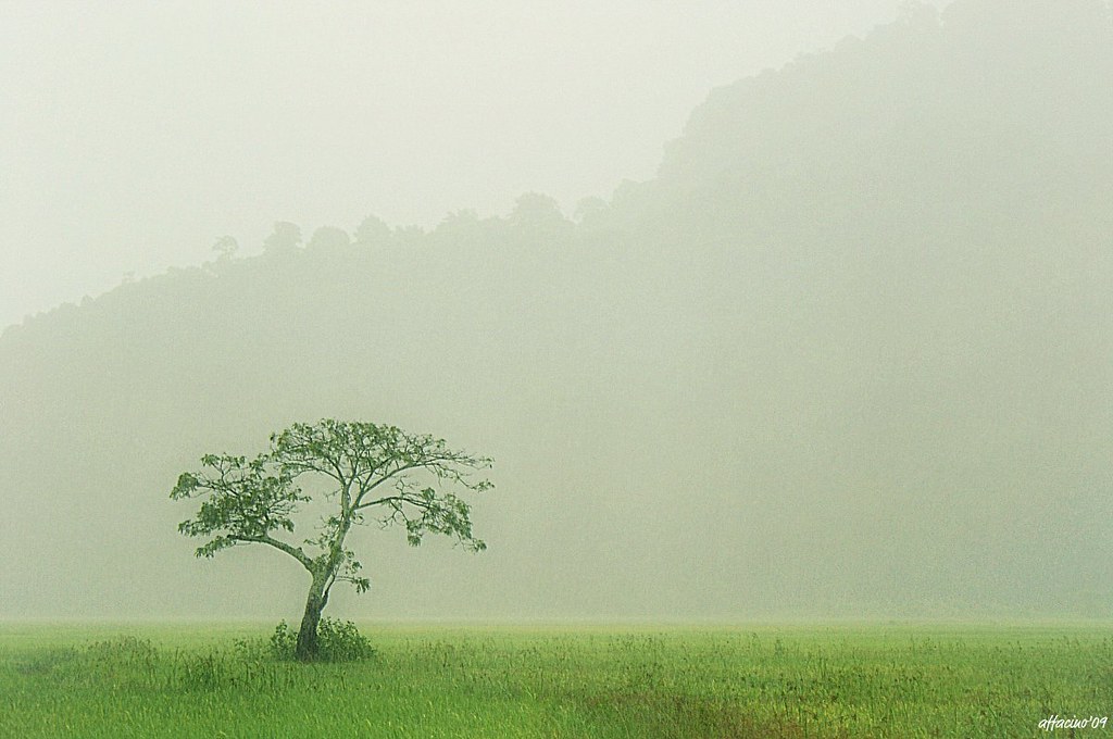 alone in the rain.... Kg Teluk Jambu, Bintong, Perlis