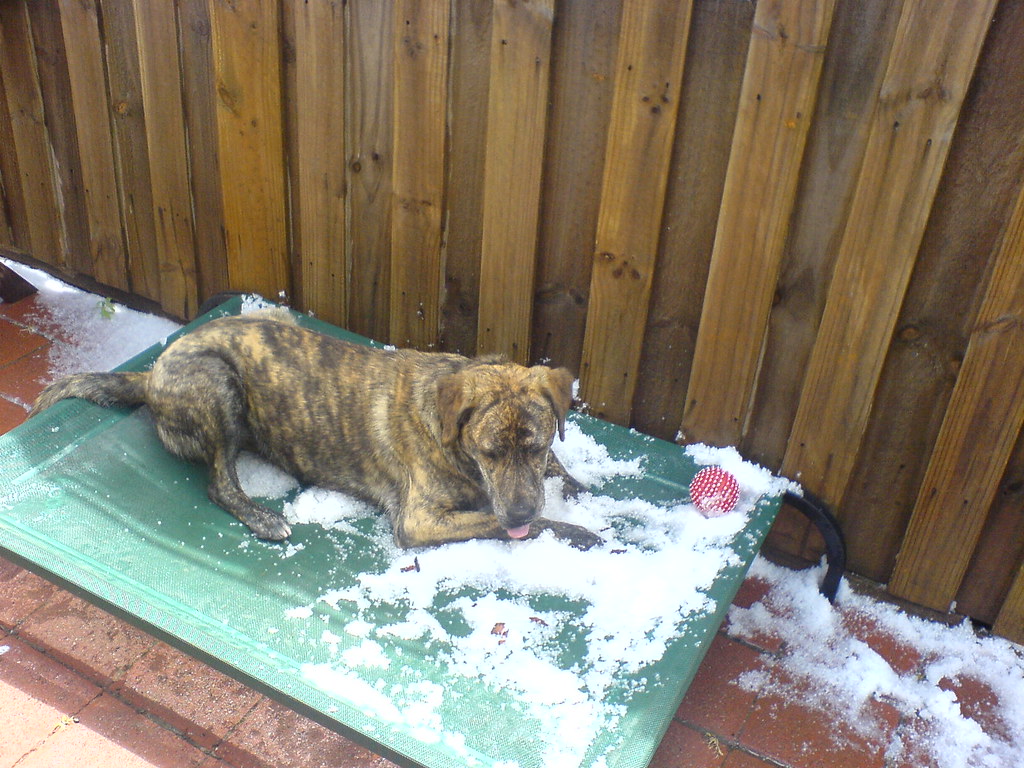 Why Does My Dog Lick Snow at James Mallory blog