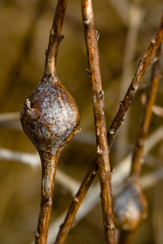 CB719 Goldenrod Gall Dried goldenrod stem, with a Goldenro… Flickr