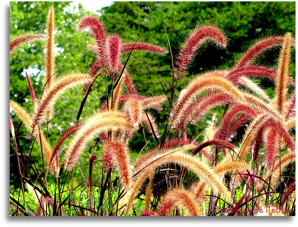 fountain grass Pennisetum Karley Rose Copyright © 2009 M… Flickr
