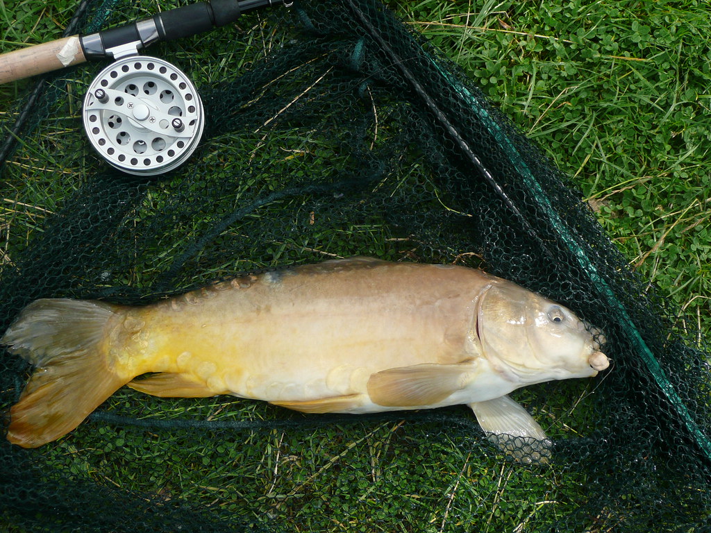 P1000782 Carp caught with an artificial dog mixer carphub Flickr