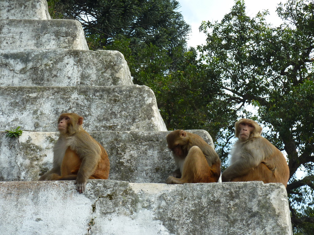 P1000435 piano_dentist Flickr