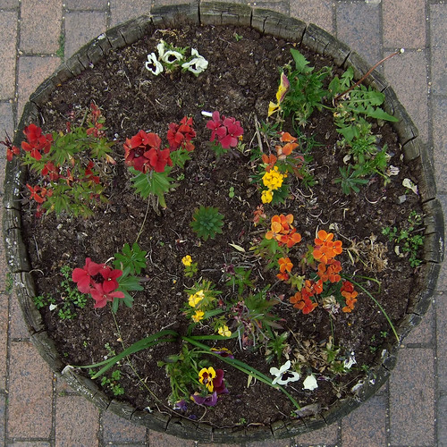 flowers Ironbridge, Telford, Shropshire, England, UK Leo Reynolds