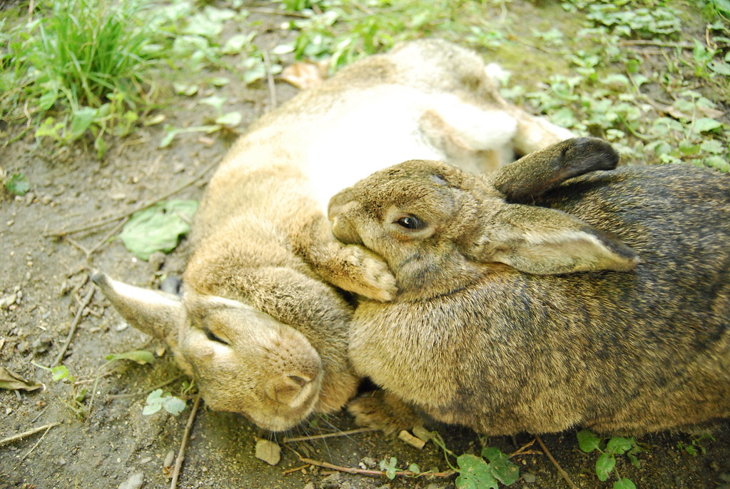 Why Are My Rabbits Fighting and How Can I Stop Them?