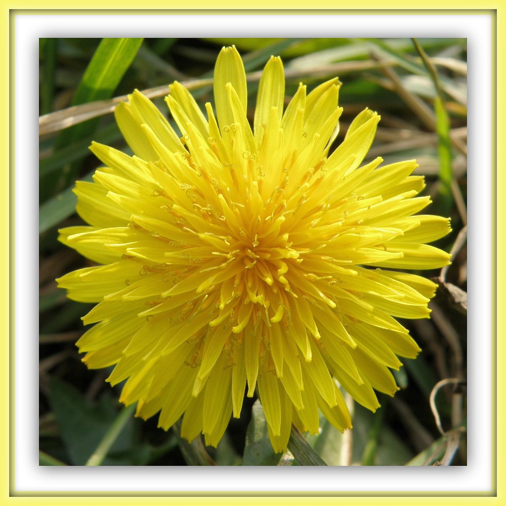 Dandelion in Winter The photo was taken on December 15, 20… Flickr