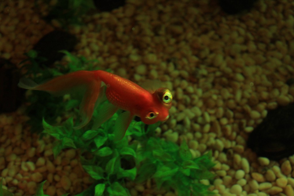 Googly eyes goldfish Helen Moore Flickr