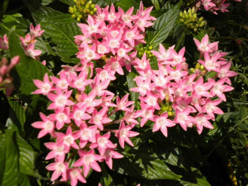Pink Butterfly Weed Pentas Log_House Flickr