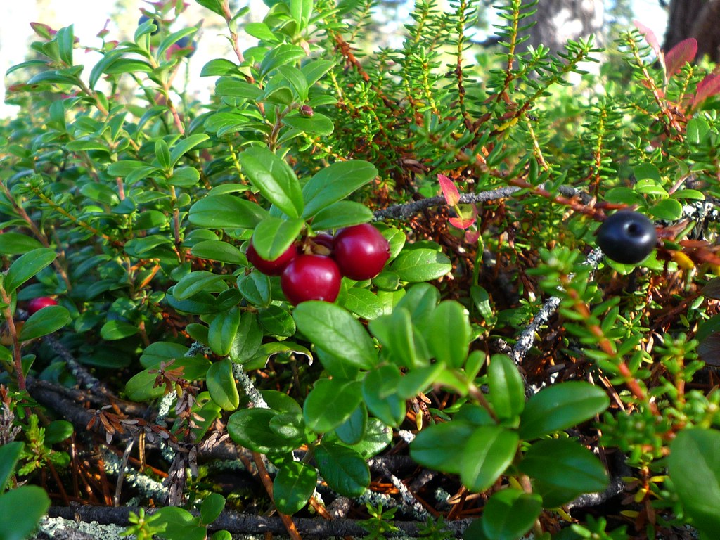Cranberries Wild cranberries growing in the forests in Fin… Timo