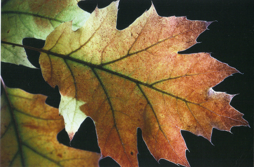 Autumn Oak Leaves Postcard Oak leaves, Germany From the po… Flickr