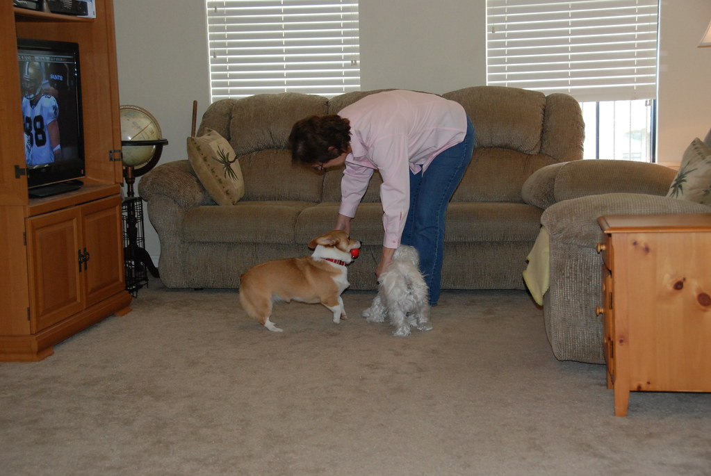 Baton Rouge, LA Dogs Playing Aliaaaaa Flickr