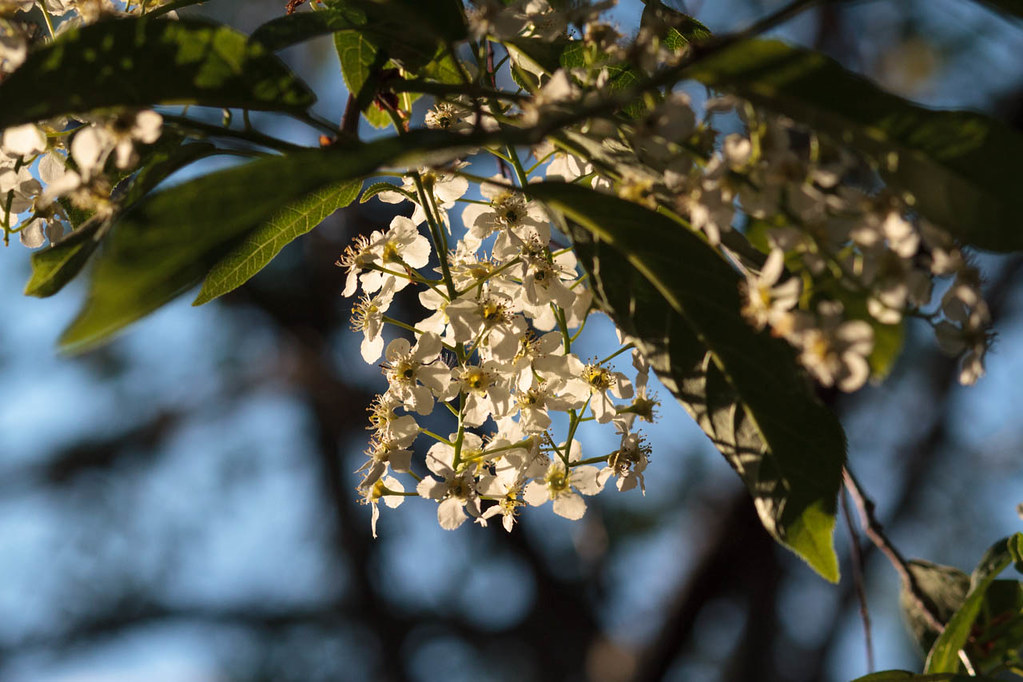 Hackberry Flowers Commonly known as Hackberry in England d… Flickr