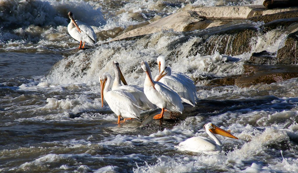 Pelicans Rapids of the drowned Fort Smith NWT Val Pond Photographs