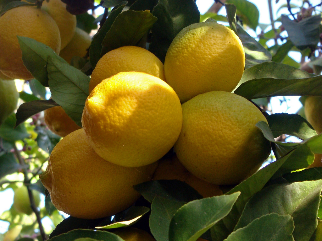 03 The Lemon Tree A Nice Bunch of Lemons (E) Kansas Sebastian Flickr