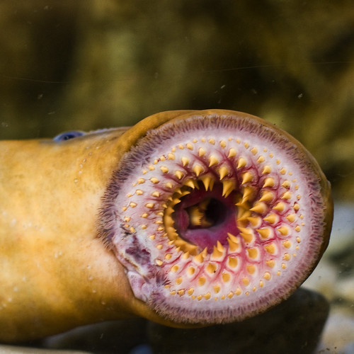 lamprea / lamprey eel Acuario de Gijon Asturias España… Flickr
