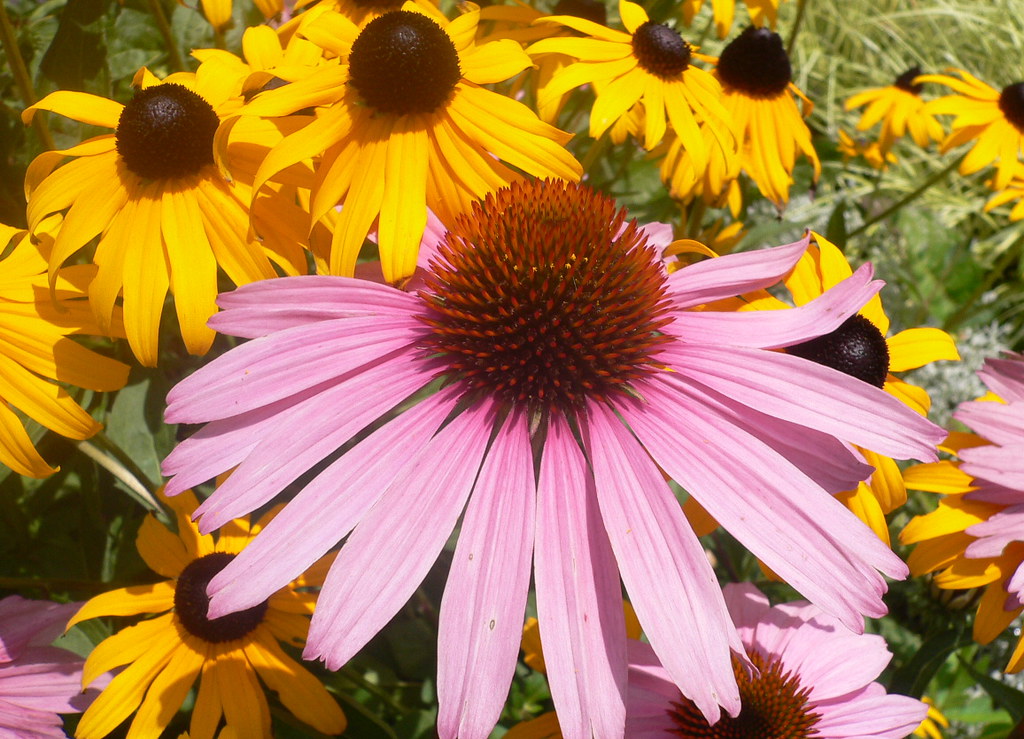 Coneflowers and Black Eyed Susans Coneflowers (Echinacea p… Flickr