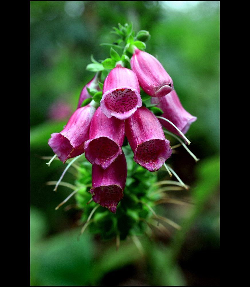 Fox Gloves The last foxgloves of the summer are so heavy w… Flickr