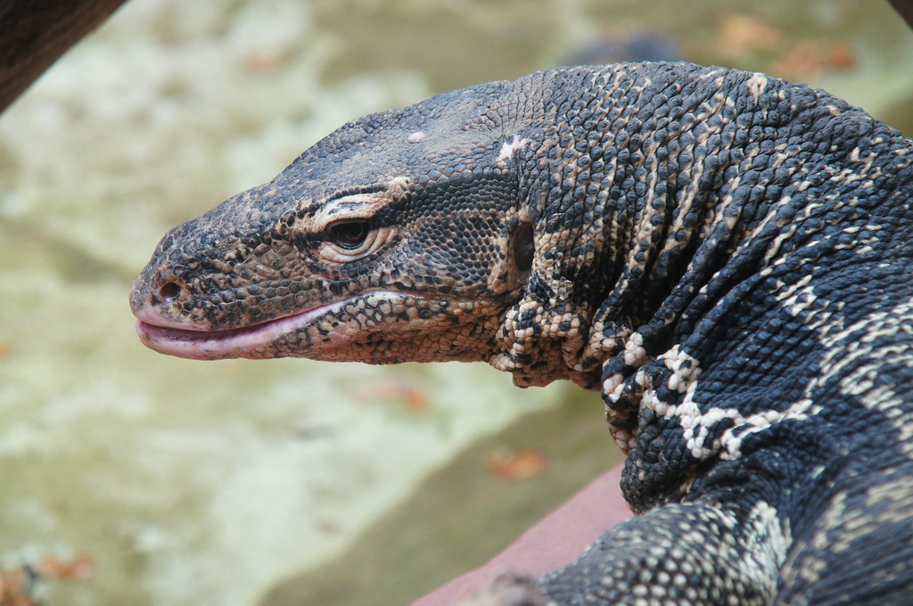 Indian Monitor Lizard aka Water Monitor, taken at Dudley Z… Flickr