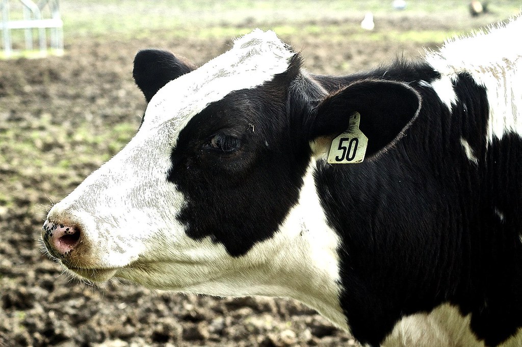 Holstein Steer 50 Jean Flickr