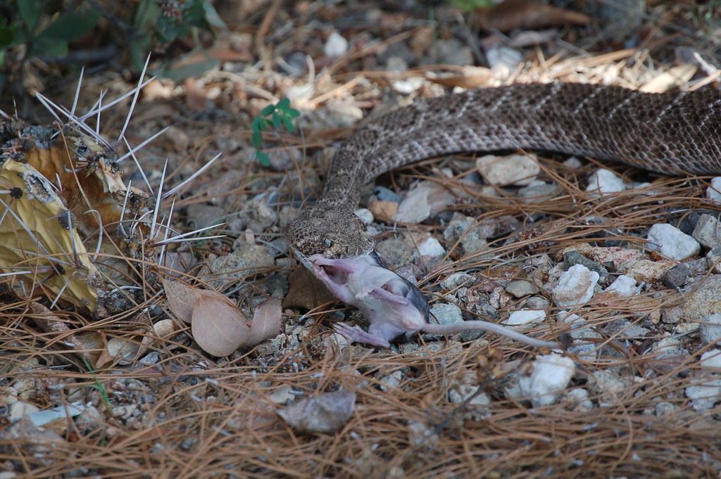 Western Diamondback Rattlesnake Eating a Kangaroo Rat.2 Flickr