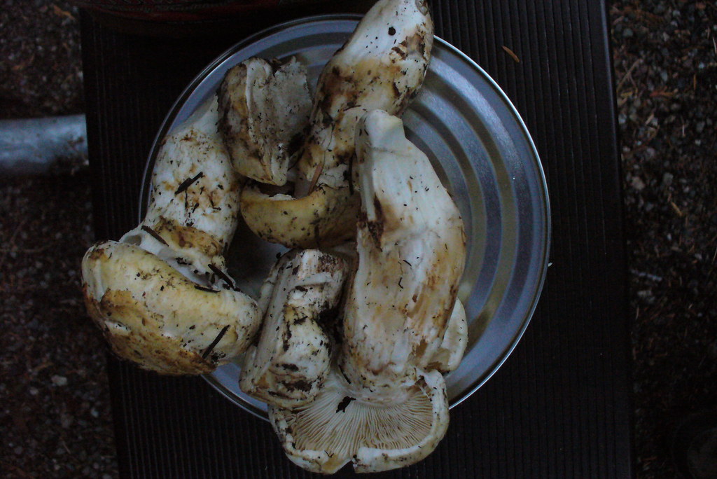 P1050389 Matsutake hunting in northern Idaho at Preist Lak… Flickr
