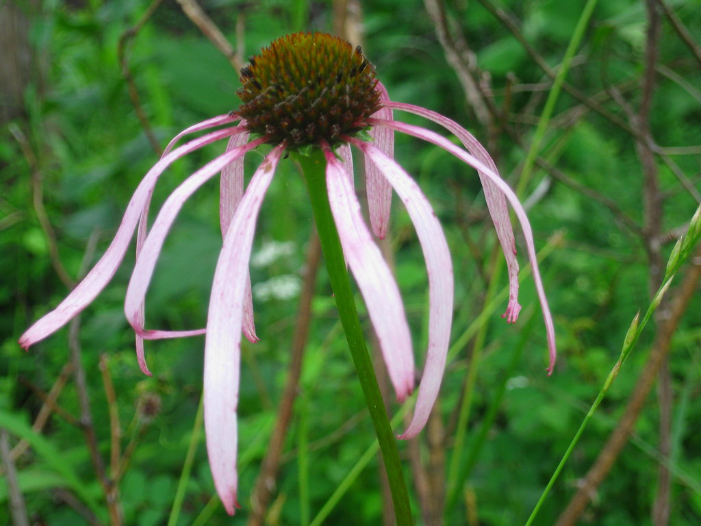 Echinacea laevigata (Smooth Coneflower) One of NC's rarest… Flickr