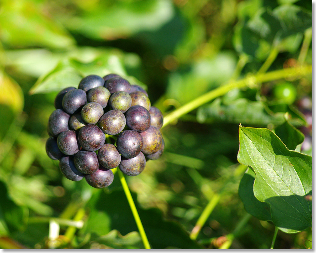 Unknown Plant Unknown Plant Keene NH Byard Miller Flickr