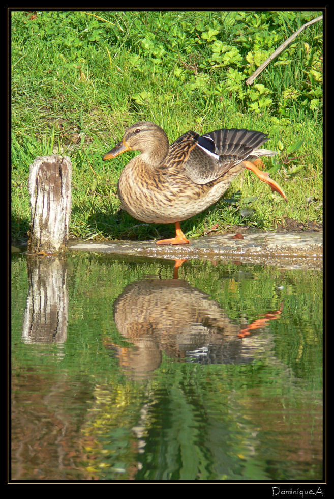 Cane colvert Etirement ! Dominique AUTHIER Flickr