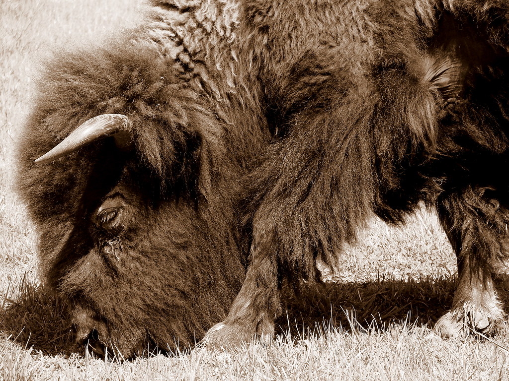 American Bison Taken at Shelby Farms Park, Memphis TN. We … Flickr