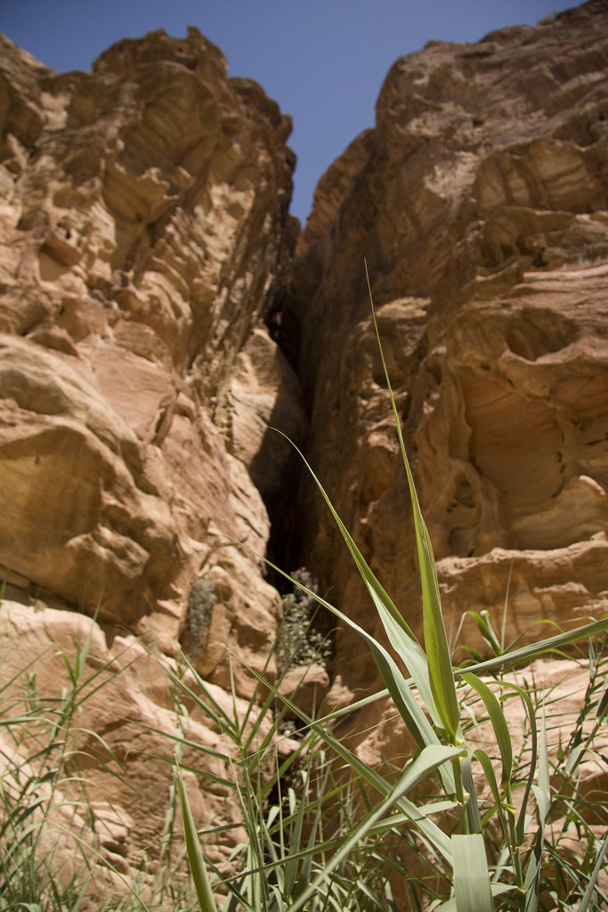 An unusual bit of green along the Siq Petra (Greek "πέτρα"… Flickr