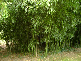 Foret Bambou Le Jardin Du Prahor Z A La Corne Du Cerf Kerh Flickr