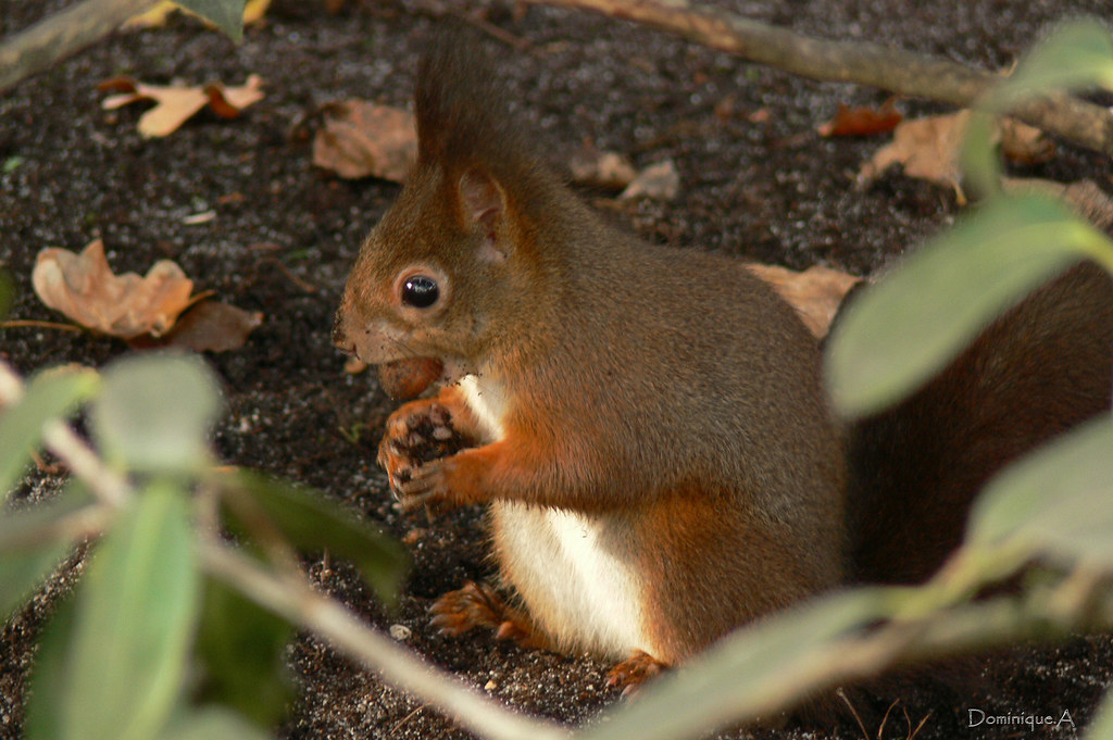 Ecureuil roux Dominique AUTHIER Flickr