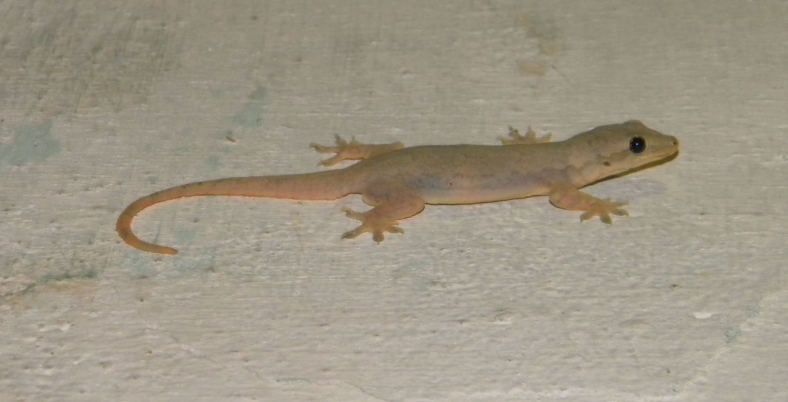 Adorable petit lézard domestique le Gecko. Flickr