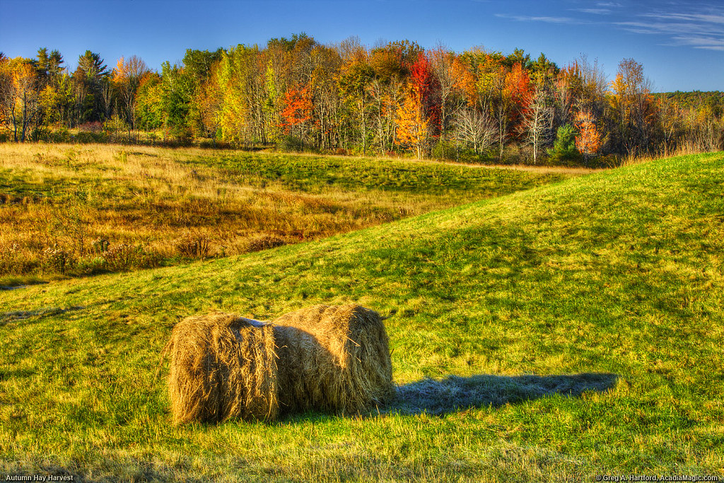 Bales of Hay in Maine Field Bales of hay sit in a Maine fi… Flickr